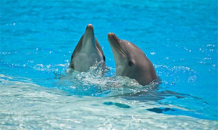 two dolphins in a dolphinarium playing and jumping out of water Stock Photo - Budget Royalty-Free & Subscription, Code: 400-04411434