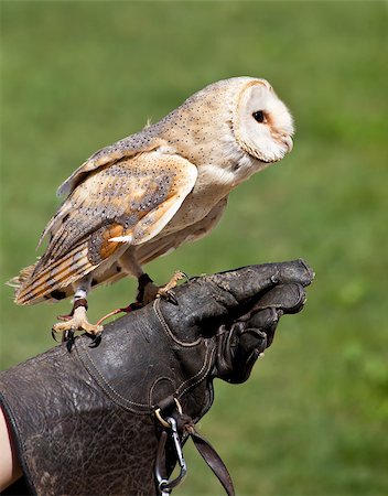 simsearch:400-07745600,k - The Barn Owl (Tyto alba) is the most widely distributed species of owl, and one of the most widespread of all birds. It is also referred to as Common Barn Owl, to distinguish it from other species in the barn-owl family Tytonidae. Stock Photo - Budget Royalty-Free & Subscription, Code: 400-04411935
