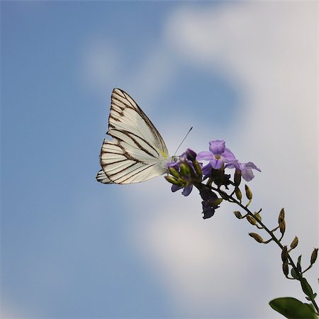 Closed up of butterfly with sky background Stock Photo - Budget Royalty-Free & Subscription, Code: 400-04412117