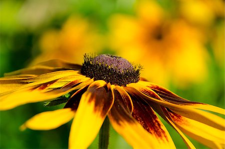 simsearch:400-05671297,k - Yellow flower Stock Photo - Budget Royalty-Free & Subscription, Code: 400-04412159