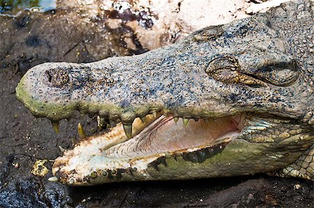 simsearch:400-04434649,k - Dangerous and hungry crocodile with open jaws Stock Photo - Budget Royalty-Free & Subscription, Code: 400-04413015