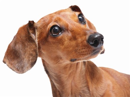 simsearch:400-04312760,k - dachshund Stock Photo - Budget Royalty-Free & Subscription, Code: 400-04424285