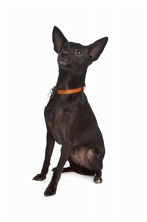 cross breed of a Miniature Pinscher and a chihuahua dog Stock Photo - Budget Royalty-Free & Subscription, Code: 400-04424525