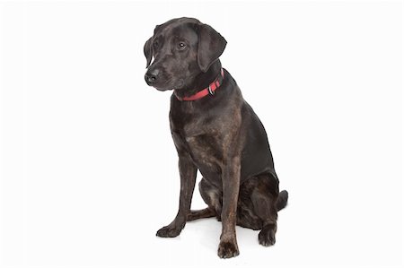 mixed breed dog, Labrador and rottweiler, in front of a white background Stock Photo - Budget Royalty-Free & Subscription, Code: 400-04424578