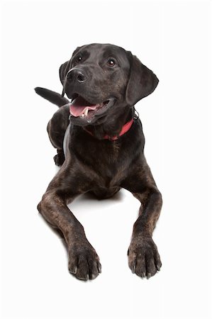 mixed breed dog, Labrador and rottweiler, in front of a white background Stock Photo - Budget Royalty-Free & Subscription, Code: 400-04424581