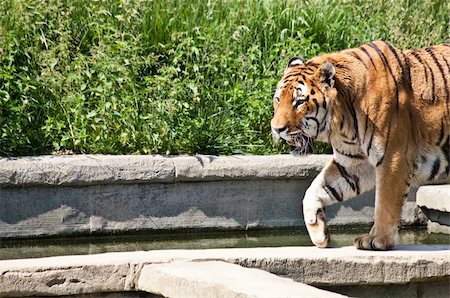 simsearch:400-05250521,k - The tiger (Panthera tigris), a member of the Felidae family, is the largest of the four "big cats" in the genus Panthera. The tiger is native to much of eastern and southern Asia, and is an apex predator and an obligate carnivore. Stock Photo - Budget Royalty-Free & Subscription, Code: 400-04424781