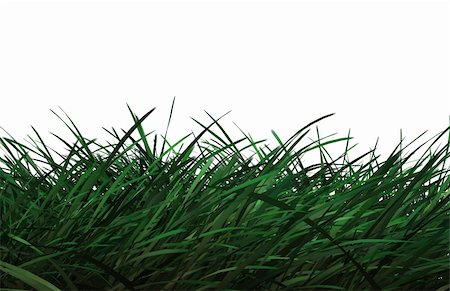 Computer generated grass on white background. Stock Photo - Budget Royalty-Free & Subscription, Code: 400-04425274