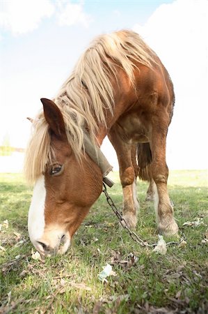 The horse eating a grass Stock Photo - Budget Royalty-Free & Subscription, Code: 400-04425367