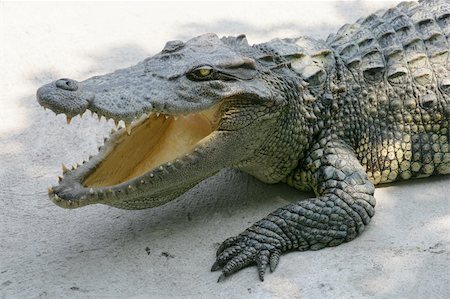 simsearch:400-04434649,k - A crocodile in Thailand Stock Photo - Budget Royalty-Free & Subscription, Code: 400-04425521