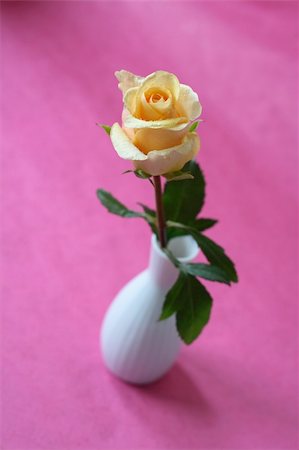 simsearch:649-07648640,k - Yellow rose with water droplets on a white vase against a pink background. Background is textured, not noise. Stock Photo - Budget Royalty-Free & Subscription, Code: 400-04425556