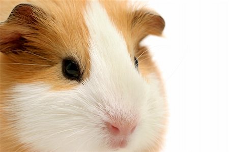 simsearch:400-04286557,k - guinea pig - closeup shot over white Stock Photo - Budget Royalty-Free & Subscription, Code: 400-04426411