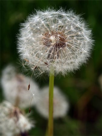 simsearch:400-04399510,k - Dandelion head on the wind Stock Photo - Budget Royalty-Free & Subscription, Code: 400-04428532