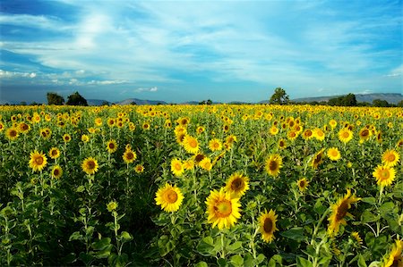 simsearch:400-05362449,k - Sunflower field in Thailand. Stock Photo - Budget Royalty-Free & Subscription, Code: 400-04429131