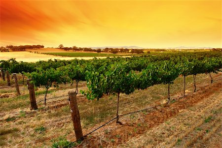 Scenic Green Vines at Sunrise Stock Photo - Budget Royalty-Free & Subscription, Code: 400-04429545