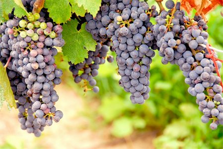 simsearch:846-03166143,k - Bunches of red grapes growing on a vine Stock Photo - Budget Royalty-Free & Subscription, Code: 400-04429933