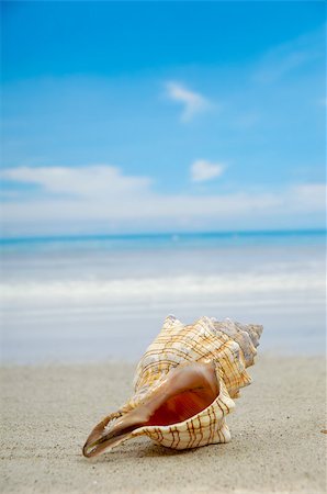 simsearch:400-03992760,k - A conch shell on an exotic beach with the sea in the background Stock Photo - Budget Royalty-Free & Subscription, Code: 400-04420323