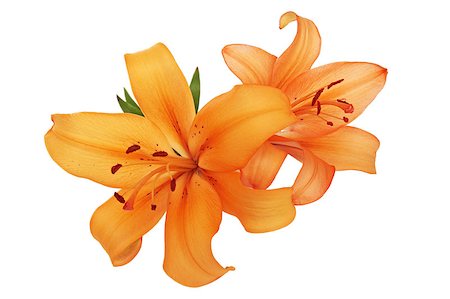 simsearch:649-07648640,k - orange lilies are isolated against the white background Stock Photo - Budget Royalty-Free & Subscription, Code: 400-04420368