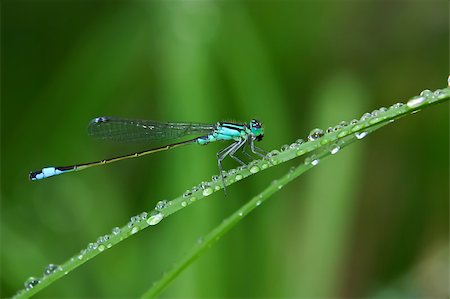 simsearch:400-05703373,k - Macro of a dragonfly sitting on grass and surrounded by small waterdrops. Shallow depth of field. Stock Photo - Budget Royalty-Free & Subscription, Code: 400-04421345
