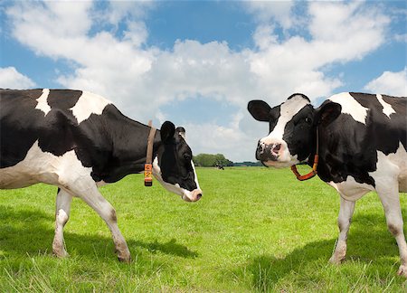 simsearch:400-05669603,k - two frisian cows in a dutch meadow Photographie de stock - Aubaine LD & Abonnement, Code: 400-04422025