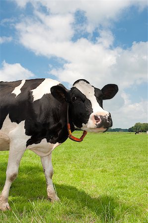 simsearch:400-05669603,k - curious frisian cow in a dutch meadow Photographie de stock - Aubaine LD & Abonnement, Code: 400-04422030