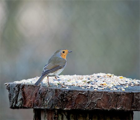 robin - European Robin on Seed Table Stock Photo - Budget Royalty-Free & Subscription, Code: 400-04422548