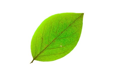 close-up of green leaf isolated on white. Backlight Stock Photo - Budget Royalty-Free & Subscription, Code: 400-04422780