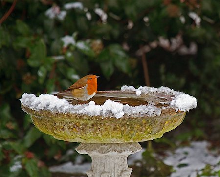 robin - European Robin on bird bath in snow Stock Photo - Budget Royalty-Free & Subscription, Code: 400-04423127