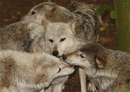 A pack of Grey Wolves Stock Photo - Budget Royalty-Free & Subscription, Code: 400-04423298