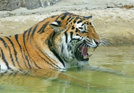 Bengal Tiger snarling while bathing in a pool Stock Photo - Budget Royalty-Free & Subscription, Code: 400-04423304