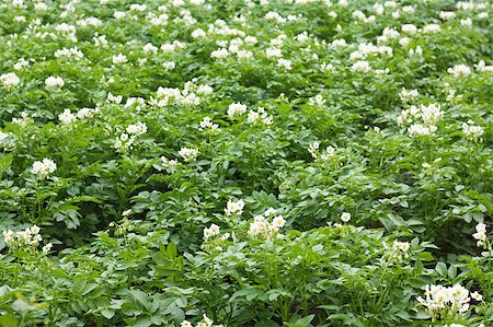 potato field - Green potato with flowers plant in field Stock Photo - Budget Royalty-Free & Subscription, Code: 400-04423330