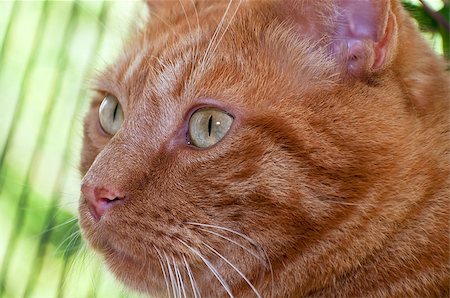 papik (artist) - The cat's muzzle with the big eyes close up Stock Photo - Budget Royalty-Free & Subscription, Code: 400-04423580