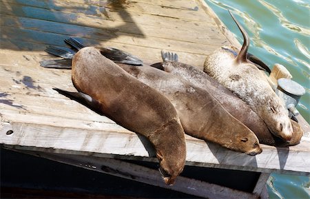 simsearch:700-00164988,k - A family of seals lying on the wooden deck next to the ocean on a sunny day in South Africa Stock Photo - Budget Royalty-Free & Subscription, Code: 400-04434406