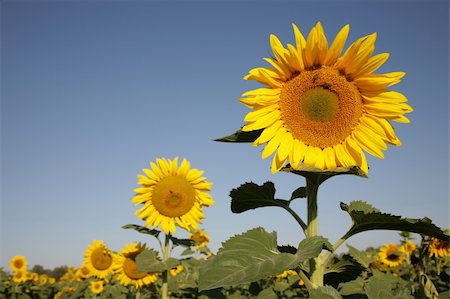 simsearch:400-05671297,k - Sunflower in a field filled with Sunflowers Stock Photo - Budget Royalty-Free & Subscription, Code: 400-04435544