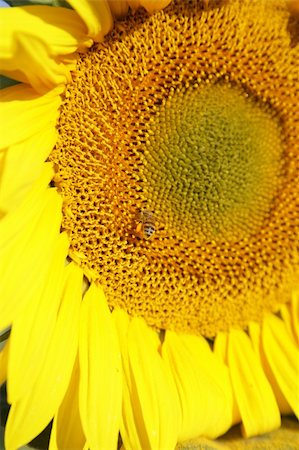 simsearch:400-05671297,k - Sunflower in a field filled with Sunflowers Stock Photo - Budget Royalty-Free & Subscription, Code: 400-04435545