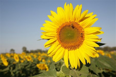 simsearch:400-05671297,k - Sunflower in a field filled with Sunflowers Stock Photo - Budget Royalty-Free & Subscription, Code: 400-04435542