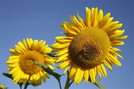 simsearch:400-05671297,k - Sunflowers in a field filled with Sunflowers Stock Photo - Budget Royalty-Free & Subscription, Code: 400-04435543