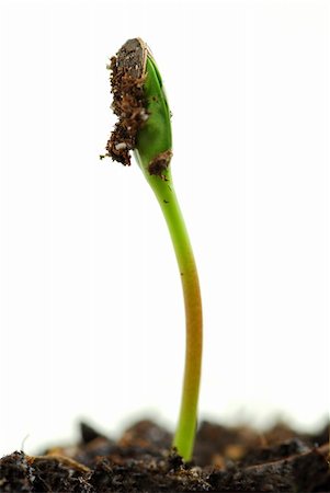 simsearch:600-02217145,k - Single green plant sprout isolated on white background Stock Photo - Budget Royalty-Free & Subscription, Code: 400-04436708