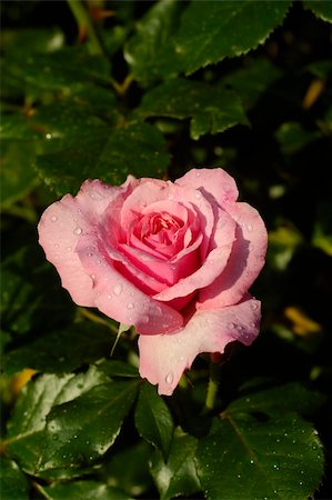 simsearch:400-06141323,k - Solitary garden pink rose on a bright sunny day Foto de stock - Super Valor sin royalties y Suscripción, Código: 400-04437984