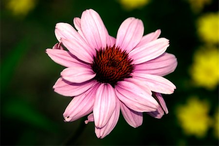 simsearch:400-05671297,k - A pink sunflower isolated with a very shallow depth of field Stock Photo - Budget Royalty-Free & Subscription, Code: 400-04437985