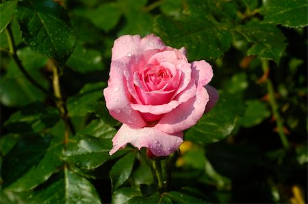 simsearch:400-06141323,k - Solitary garden pink rose on a bright sunny day Foto de stock - Super Valor sin royalties y Suscripción, Código: 400-04437983