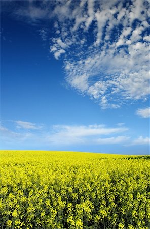 simsearch:400-04794343,k - Bright Canola Field Stock Photo - Budget Royalty-Free & Subscription, Code: 400-04438947