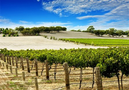 Lusg Green Vineyard in the Barossa Valley Stock Photo - Budget Royalty-Free & Subscription, Code: 400-04438950