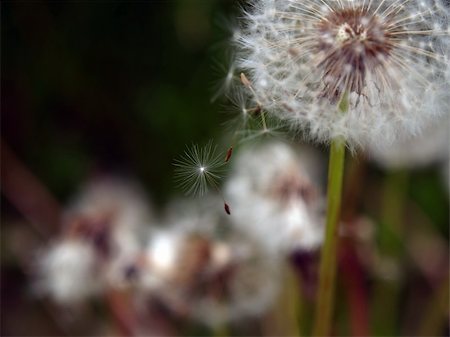 simsearch:400-04399510,k - Dandelion seeds gone with th wind Stock Photo - Budget Royalty-Free & Subscription, Code: 400-04430385