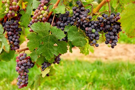 simsearch:846-03166143,k - Bunches of red grapes growing on a vine Stock Photo - Budget Royalty-Free & Subscription, Code: 400-04430450