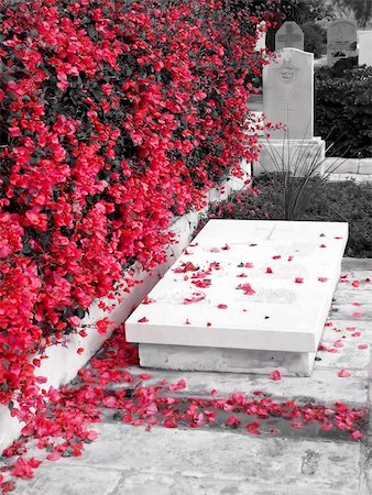 sympathy - Petals on Grave Foto de stock - Super Valor sin royalties y Suscripción, Código: 400-04430912