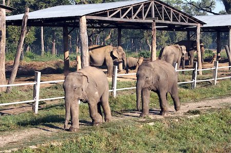 Baby elephants at play at a breeding sanctuary at the Royal Chitwan National Park in Nepal. Stock Photo - Budget Royalty-Free & Subscription, Code: 400-04431204