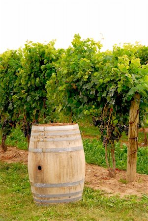 simsearch:846-03166143,k - Old wine barrel at vineyard Stock Photo - Budget Royalty-Free & Subscription, Code: 400-04431285