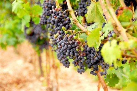 simsearch:846-03166143,k - Rows of vines with red grapes Stock Photo - Budget Royalty-Free & Subscription, Code: 400-04431292
