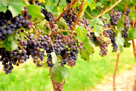 simsearch:846-03166143,k - Rows of vines with red grapes Stock Photo - Budget Royalty-Free & Subscription, Code: 400-04431802