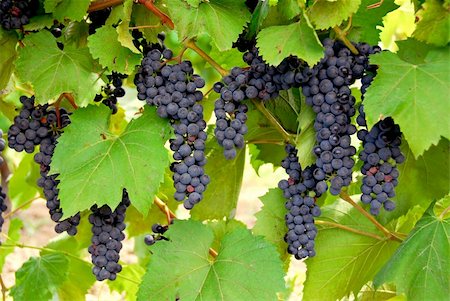 simsearch:846-03166143,k - Bunches of red grapes growing on a vine Stock Photo - Budget Royalty-Free & Subscription, Code: 400-04432058
